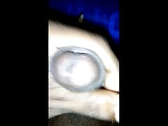 My Dick So Hard Cum shot Is Short