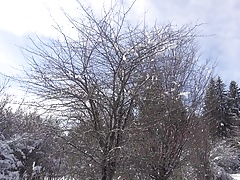white snow is cold