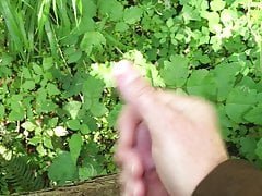 Outdoors Morning Wood