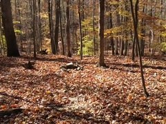 teen 18+ Boy Showing His Ass And Cock In The Woods