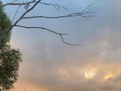 Outdoors root with a sight (CAUGHT)