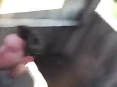 Sucking and swallow
