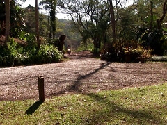 Two Gorgeous Hunks Fuck In The Wood