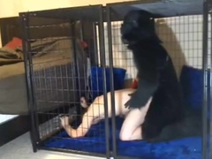 Gorilla and his Pet