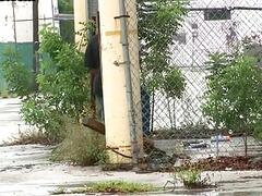 Ebony amateur BJ bottom enjoys IR public sex outdoor