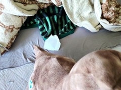 Gay cum, gay plush, dinosaur