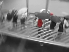 Finding cock in New Orleans - Blue Alley studios