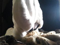 Fur Cumshot Fur overall