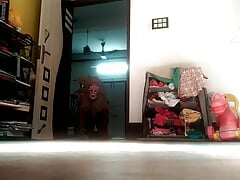 Lion plays in the cage. Hot gay lion fuck his tail.
