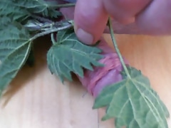 Stinging nettles on cock close up HD