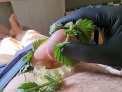 Glans, european, french