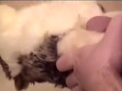 Howling wolf 02 - piss cum