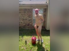 Pig Blown Up By Helium - Belly Inflation