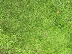 Married man looking for beefstick in the forest