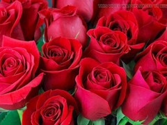 Ai, gay porn, mature