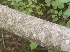 Cycling lycra jerk off Witz Prince Albert in the woods