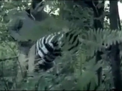 gaymainstream- shank