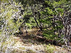 Cruising in a Huge Autumn Forest Looking For a Sex Film Spot