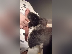 Border Collie Plushie Licks And Makes Onesie Pubby Cum!