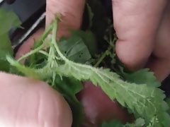Nettle Day next day part7