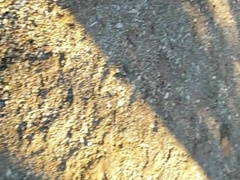 Youngster BearBacked by Wolf in Forest! (Just the Hairy Man-Necessities)