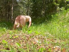 Slave dog 🐕 without leash in the forest