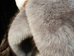 the blue fox fur