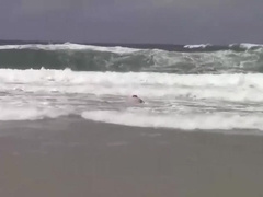 Braxton Gets Sucked by Kash